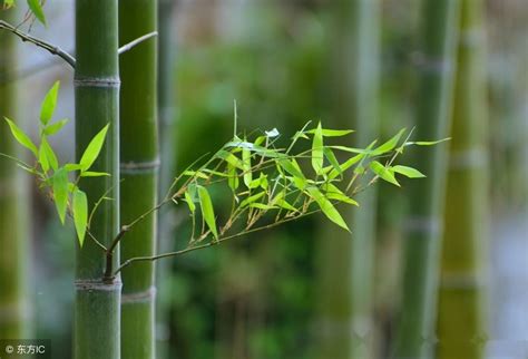 竹子種植|竹子种植方法